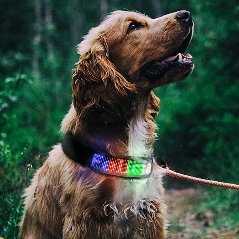 Coleira Pet Virtua Fx - Colar Led Personalizável