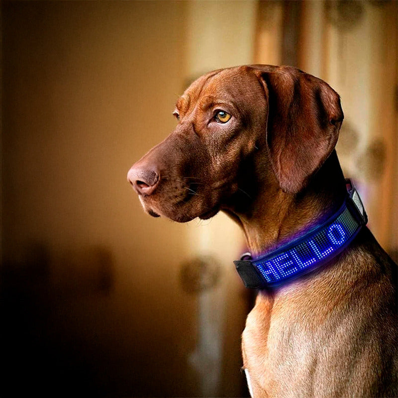 Coleira Pet Virtua Fx - Colar Led Personalizável